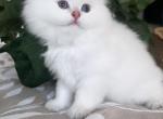 Poseidon - Ojos Azules Kitten For Sale - 