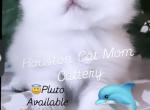 Pluto - Ojos Azules Kitten For Sale - Houston, TX, US