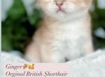 Ginger - British Shorthair Kitten For Sale - 