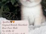 Apollon - British Shorthair Kitten For Sale - Houston, TX, US