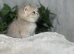 Olimpos - British Shorthair Kitten For Sale - Houston, TX, US