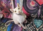 Myla - Sphynx Cat For Sale - 