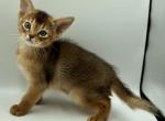 Izzie - Abyssinian Kitten For Sale - Odesa, Odessa Oblast, UA