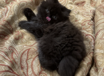 Pickles  now reserved - Persian Kitten For Sale - Charlotte, NC, US