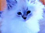 Angel - Siberian Kitten For Sale - 