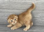 Elias Cattery Anfisa and Mackar new litter - Scottish Fold Kitten For Sale - Wendell, NC, US