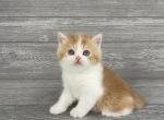 Elias Cattery Anfisa and Mackar litter - Scottish Fold Kitten For Sale - Wendell, NC, US