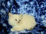 Romeo - Siberian Kitten For Sale - 