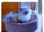 Fiona - Siberian Kitten For Sale - 