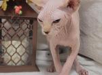 Bruno - Sphynx Kitten For Sale - Mundelein, IL, US