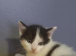 Kitty - Domestic Kitten For Sale - Cincinnati, OH, US