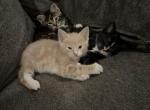 Calico kittens - American Shorthair Kitten For Sale - Philadelphia, PA, US