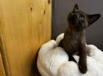 Burmese - Burmese Kitten For Sale - Jamesport, MO, US