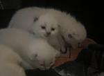 Ragdoll kittens Kats Ravishing Ragdolls - Ragdoll Kitten For Sale - Lancaster, PA, US