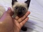 Flash - Siamese Kitten For Sale - Burlington, NC, US