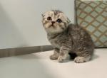 Riley - Scottish Fold Kitten For Sale - 