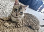 Simba - Bengal Kitten For Adoption - Atlanta, GA, US