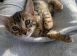 Nala - Bengal Kitten For Sale - Atlanta, GA, US