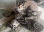 kittens - American Shorthair Kitten For Sale - Portland, OR, US