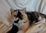 CDS EXOTICS  ESH female Calico Dora - Exotic Kitten For Sale - Cadiz, KY, US