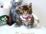 Alex - Maine Coon Kitten For Sale - 