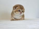 Cattery Golden Heart Cinnamon Golden Shaded - Scottish Fold Kitten For Sale - Rochester, NY, US