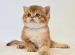 Cattery Golden Heart Black Golden NY11 Male - Scottish Straight Kitten For Sale - 