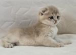 Cattery Golden Heart Fawn Golden Shaded SFS PY11 - Scottish Fold Kitten For Sale - Rochester, NY, US