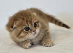 Cattery Golden Heart Black Golden NY24 - Scottish Fold Kitten For Sale - 