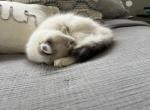 Billie - Siberian Kitten For Adoption - Plainville, CT, US