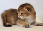 Cattery Golden Heart Black Golden NY25 Famele - Scottish Fold Kitten For Sale - Rochester, NY, US