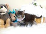 Addison - Maine Coon Kitten For Sale - 