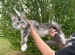 Finn - Maine Coon Kitten For Sale - 