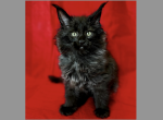 Mazerati - Maine Coon Kitten For Sale - 