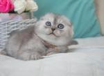 Scottish Fold Silver Chinchilla Duncan - Scottish Fold Kitten For Sale - Jersey City, NJ, US