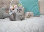 Scottish Fold Silver Chinchilla Duncan - Scottish Fold Kitten For Sale - 