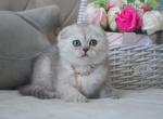 Scottish Fold Silver Chinchilla Dinah - Scottish Fold Kitten For Sale - Boston, MA, US