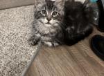 Binx - Maine Coon Kitten For Sale - 