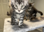 Binx - Maine Coon Kitten For Sale - 