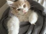 Bingo - Maine Coon Kitten For Sale - Saint Paul, MN, US