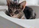 Baby kitty - Domestic Kitten For Adoption - Union City, NJ, US