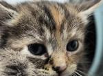 American Short hair - American Shorthair Kitten For Sale - Randallstown, MD, US