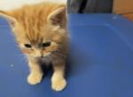 American Short hair three left - American Shorthair Kitten For Sale - Randallstown, MD, US