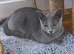 Flowers - Russian Blue Kitten For Sale - 