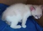 Bluept Snowshoe Half Price - Snowshoe Kitten For Sale - Walterboro, SC, US