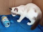 Snowshoe Boy REDUCED - Snowshoe Kitten For Sale - Walterboro, SC, US