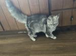 Zinnia - Maine Coon Kitten For Sale - 