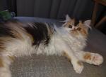 Calico girl - Exotic Kitten For Sale - 