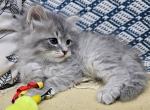 Forrest - Siberian Kitten For Sale - Arnold, MO, US