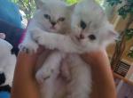 Scottish Straight kittens - Scottish Straight Kitten For Adoption - Parkland, FL, US